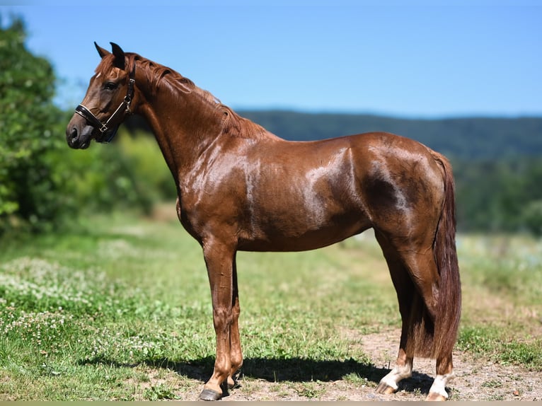 Oldenburg Mare 3 years 16,2 hh Chestnut-Red in Hetzerath