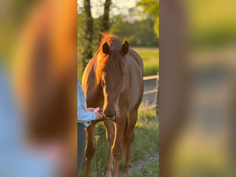 Oldenburg Mare 3 years 16,2 hh Chestnut-Red in Rastede
