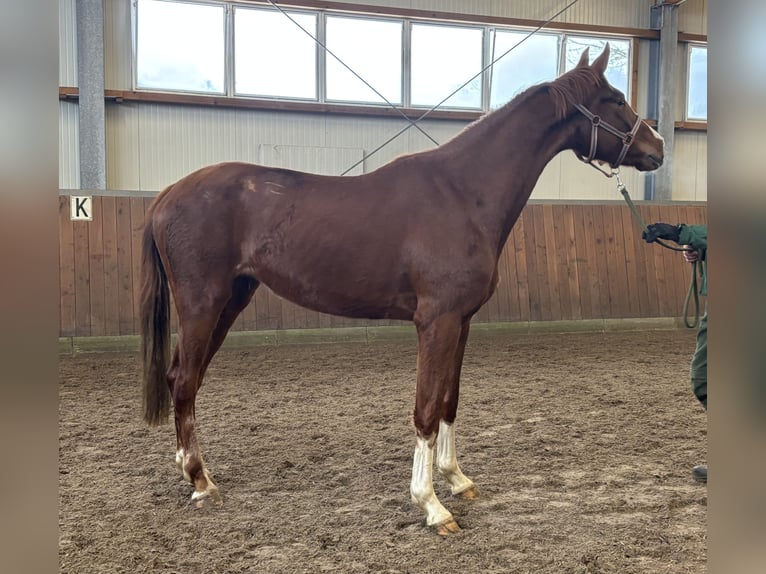 Oldenburg Mare 3 years 16,2 hh Chestnut-Red in Dunum/Brill