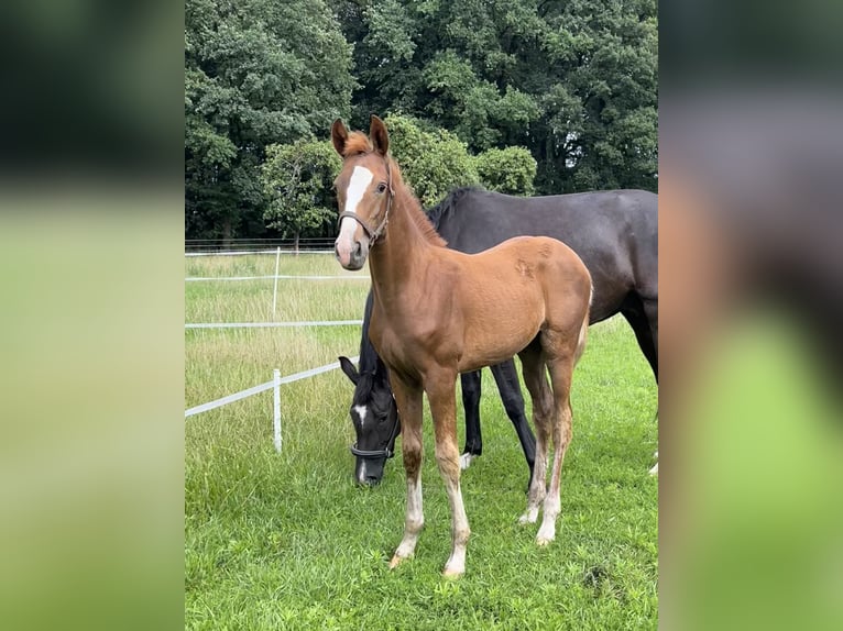 Oldenburg Mare 3 years 16,2 hh Chestnut-Red in Dunum/Brill