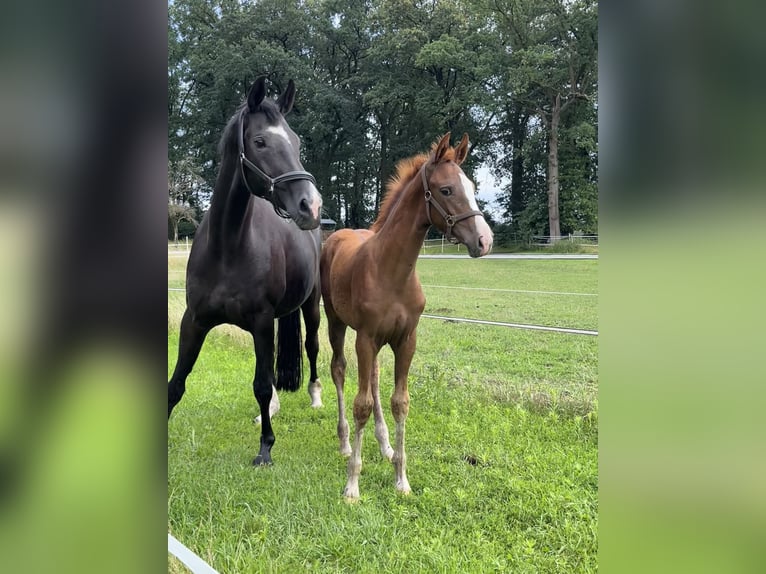 Oldenburg Mare 3 years 16,2 hh Chestnut-Red in Dunum/Brill