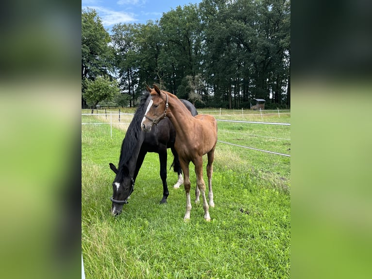 Oldenburg Mare 3 years 16,2 hh Chestnut-Red in Dunum/Brill