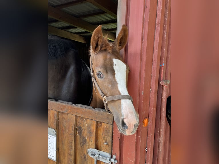 Oldenburg Mare 3 years 16,2 hh Chestnut-Red in Dunum/Brill