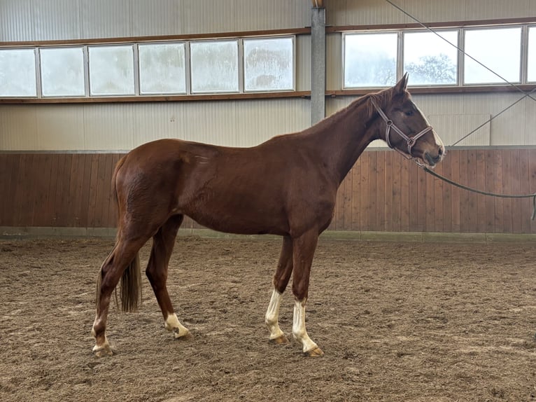 Oldenburg Mare 3 years 16,2 hh Chestnut-Red in Dunum/Brill