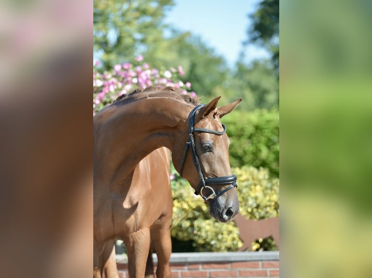 Oldenburg Mare 3 years 16,2 hh Chestnut-Red in Visbek