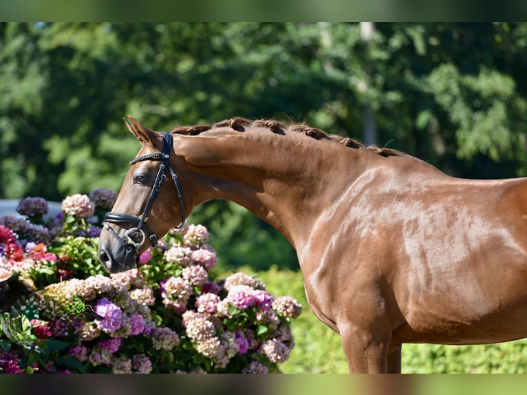 Oldenburg Mare 3 years 16,2 hh Chestnut-Red in Visbek