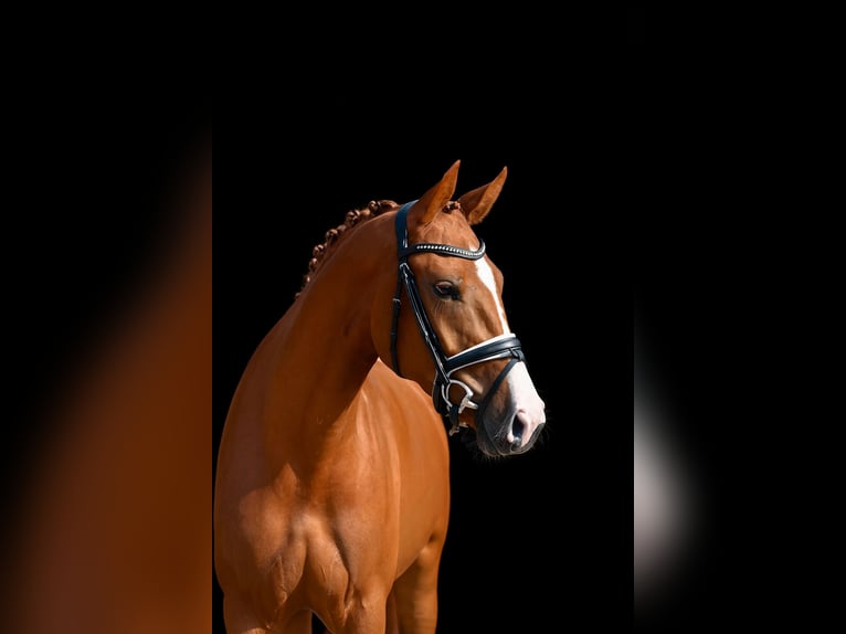Oldenburg Mare 3 years 16,2 hh Chestnut-Red in Visbek