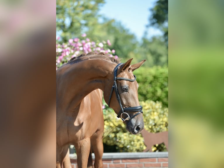 Oldenburg Mare 3 years 16,2 hh Chestnut-Red in Visbek