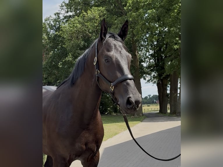 Oldenburg Mare 3 years 16,3 hh Black in Barver