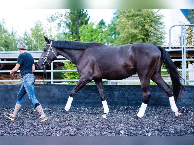 Oldenburg Mare 3 years 16,3 hh Black in Gro&#xDF;grabe
