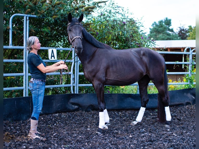 Oldenburg Mare 3 years 16,3 hh Black in Gro&#xDF;grabe