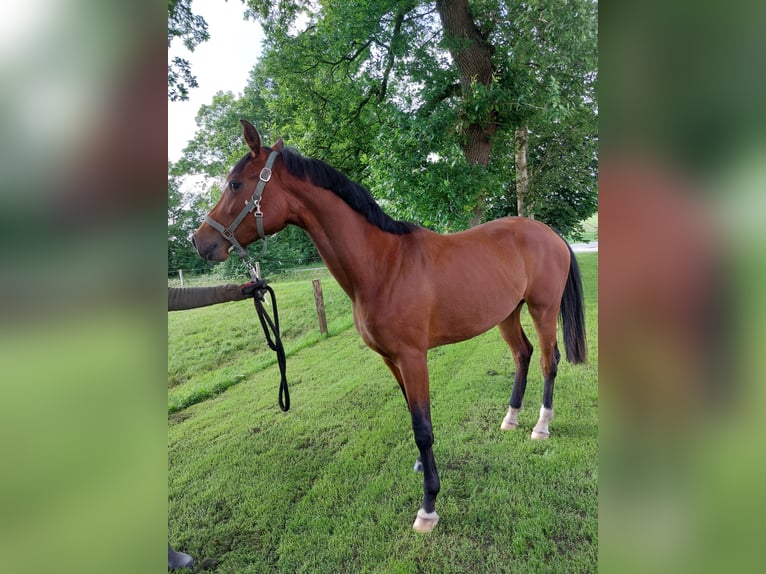 Oldenburg Mare 3 years 16,3 hh Brown in Blomberg