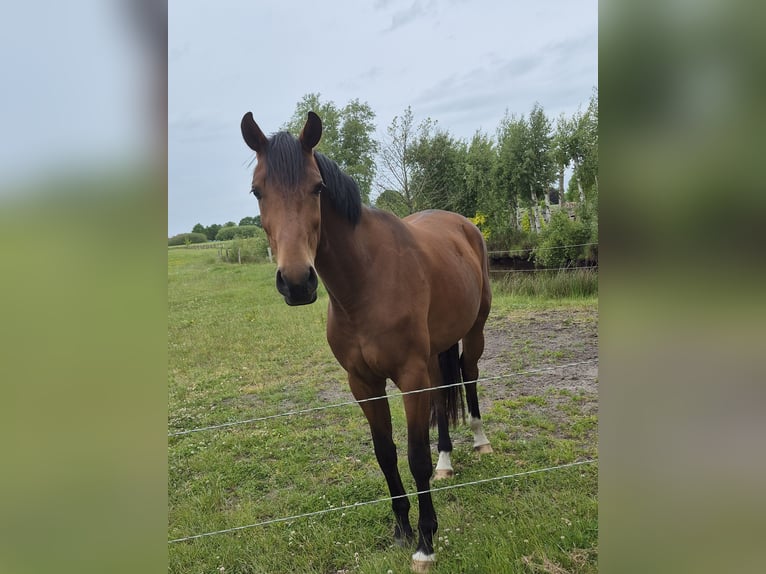 Oldenburg Mare 3 years 16,3 hh Brown in Blomberg