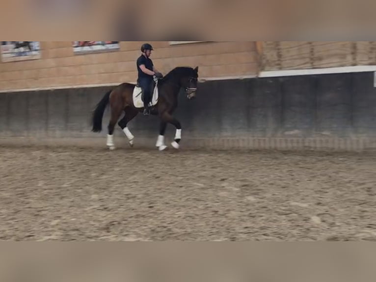 Oldenburg Mare 3 years 16,3 hh Brown in Blomberg