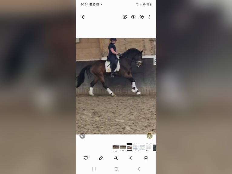 Oldenburg Mare 3 years 16,3 hh Brown in Blomberg