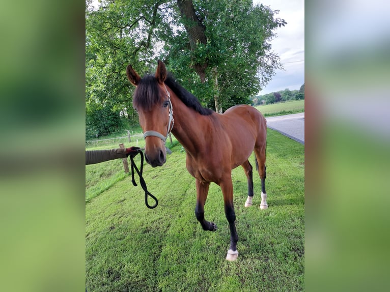 Oldenburg Mare 3 years 16,3 hh Brown in Blomberg