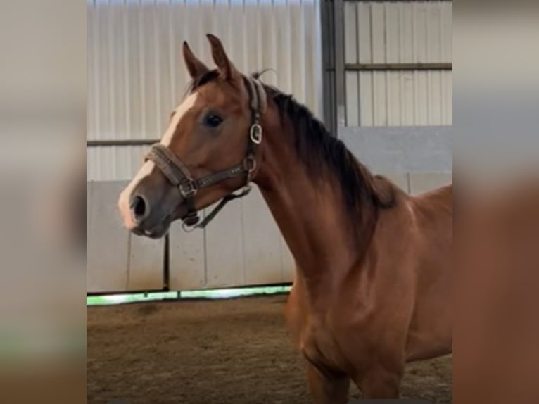 Oldenburg Mare 3 years 16,3 hh Brown in Altmelon