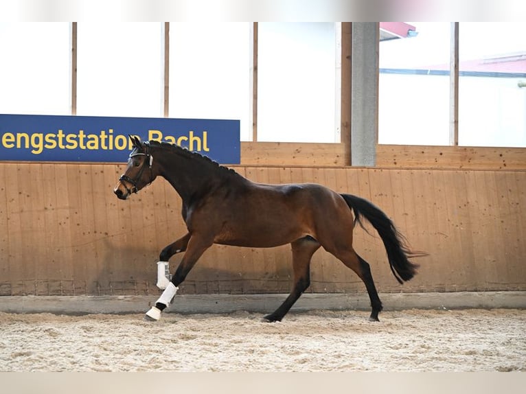 Oldenburg Mare 3 years 16,3 hh Brown in Edling