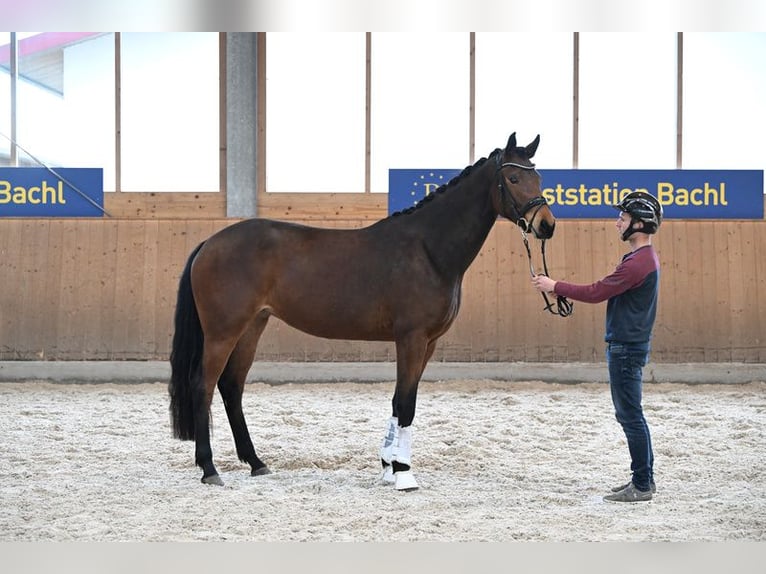 Oldenburg Mare 3 years 16,3 hh Brown in Edling