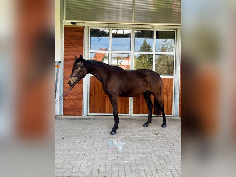 Oldenburg Mare 3 years 16,3 hh Buckskin in Sondershausen