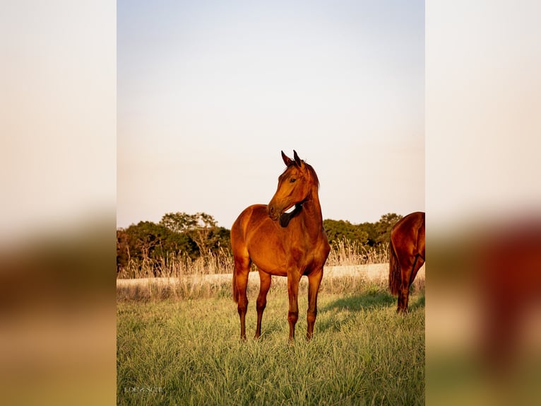 Oldenburg Mare 3 years 16,3 hh Buckskin in Sondershausen
