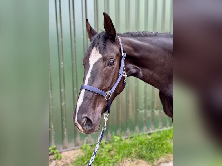 Oldenburg Mare 3 years 17 hh Black in Sande