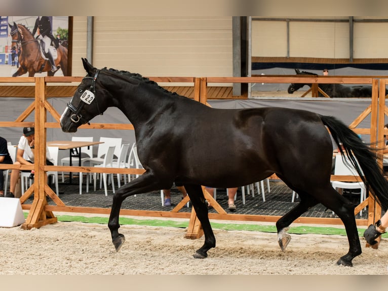Oldenburg Mare 3 years 17 hh Black in Warszawa