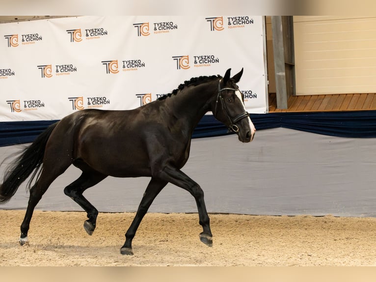 Oldenburg Mare 3 years 17 hh Black in Warszawa