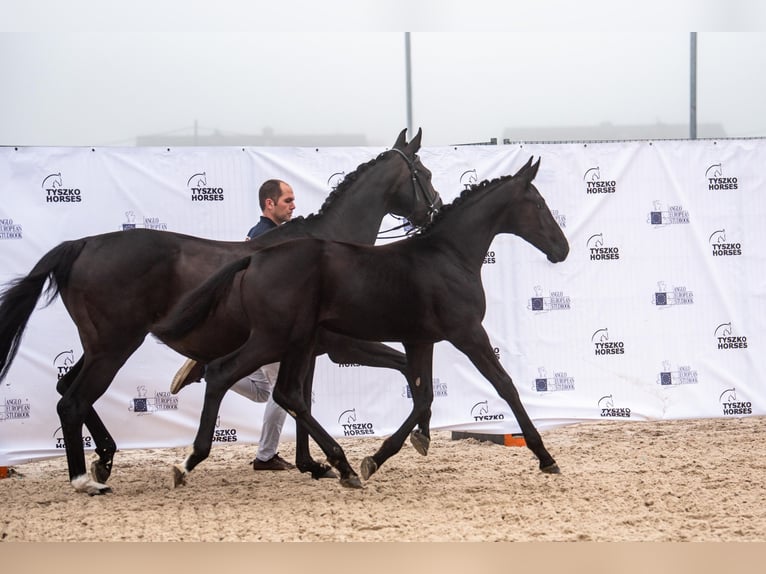 Oldenburg Mare 3 years 17 hh Black in Warszawa