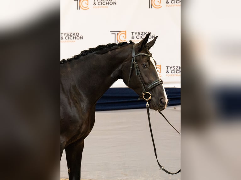 Oldenburg Mare 3 years 17 hh Black in Warszawa