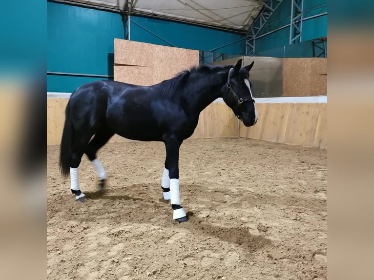 Oldenburg Mare 3 years 17 hh Black in Warszawa