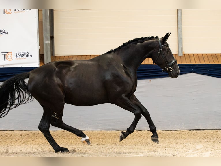Oldenburg Mare 3 years 17 hh Black in Warszawa