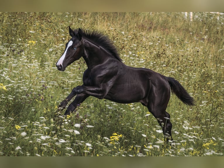 Oldenburg Mare 3 years 17 hh Black in Warszawa