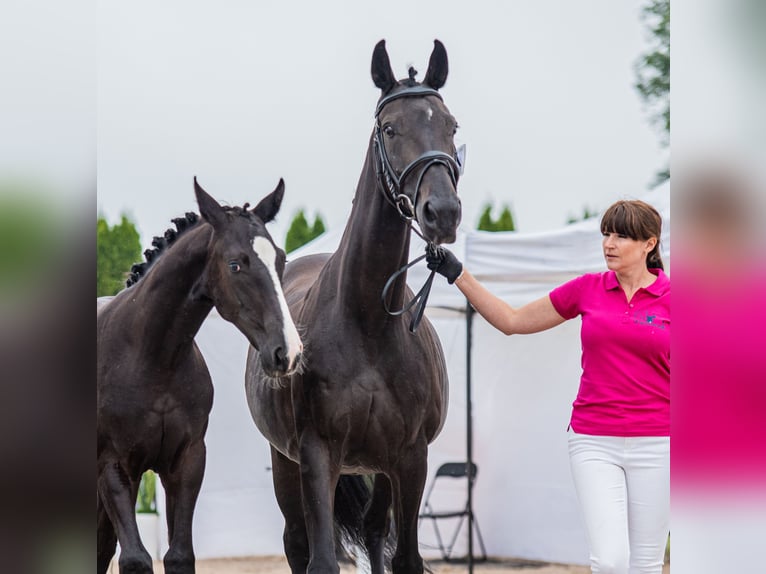 Oldenburg Mare 3 years 17 hh Black in Warszawa