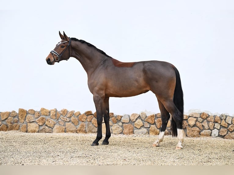 Oldenburg Mare 3 years 17 hh Brown in Tauberrettersheim