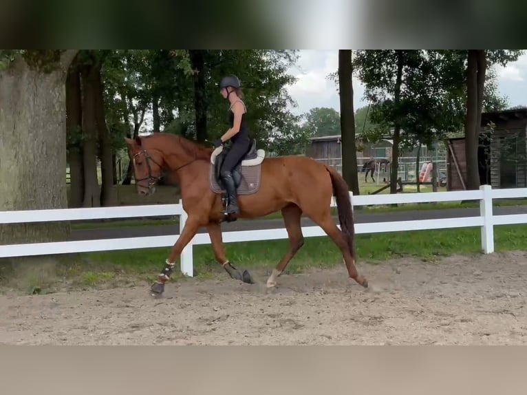 Oldenburg Mare 3 years 17 hh Chestnut-Red in Oyten