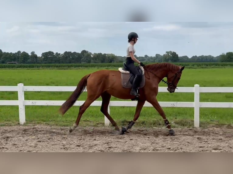 Oldenburg Mare 3 years 17 hh Chestnut-Red in Oyten