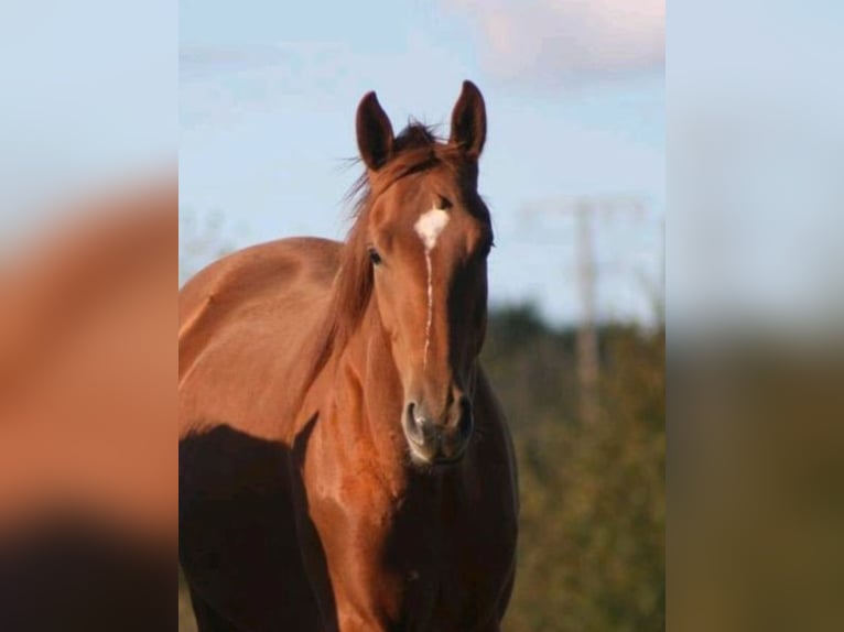Oldenburg Mare 3 years 17 hh Chestnut-Red in Oyten