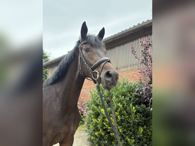 Oldenburg Mare 3 years 17 hh in Verden (Aller)