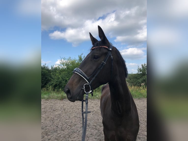 Oldenburg Mare 3 years 17,2 hh Bay-Dark in Stahnsdorf Oldenburg Mare 3 years 17,2 hh Bay-Dark in Stahnsdorf