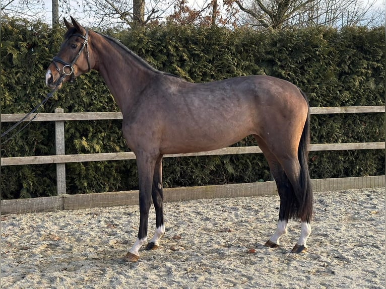 Oldenburg Mare 3 years Bay-Dark in Visbek