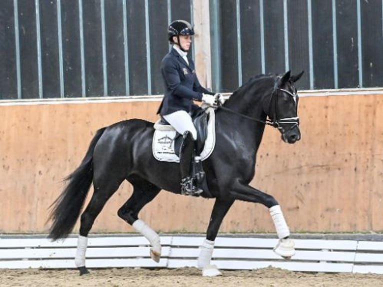 Oldenburg Mare 3 years Black in Steinfeld (Oldenburg)