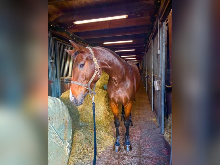 Oldenburg Mare 3 years Brown in Witzwort