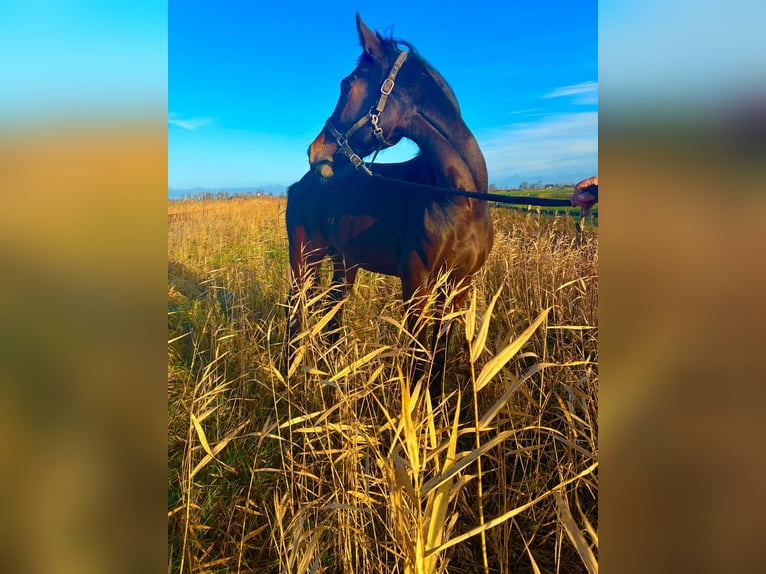 Oldenburg Mare 3 years Brown in Witzwort