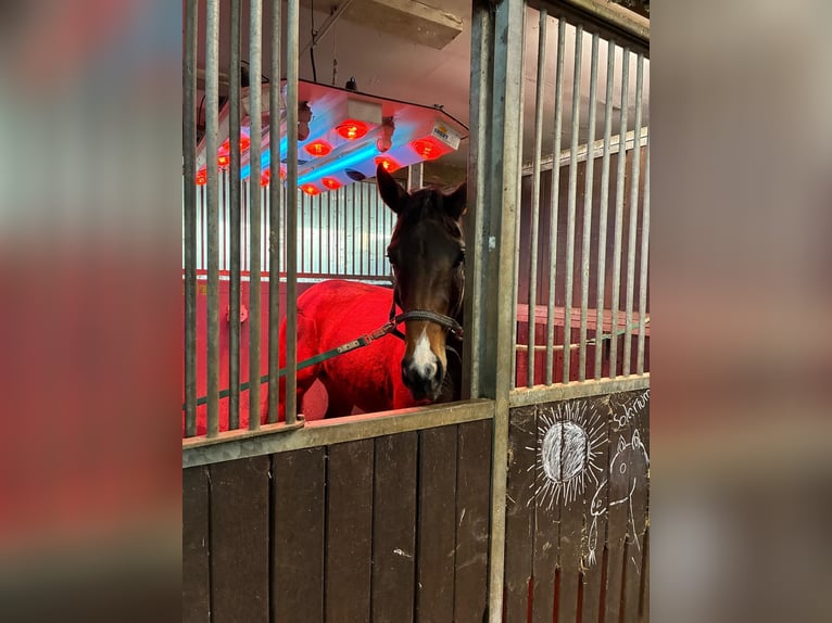 Oldenburg Mare 3 years Brown in Witzwort