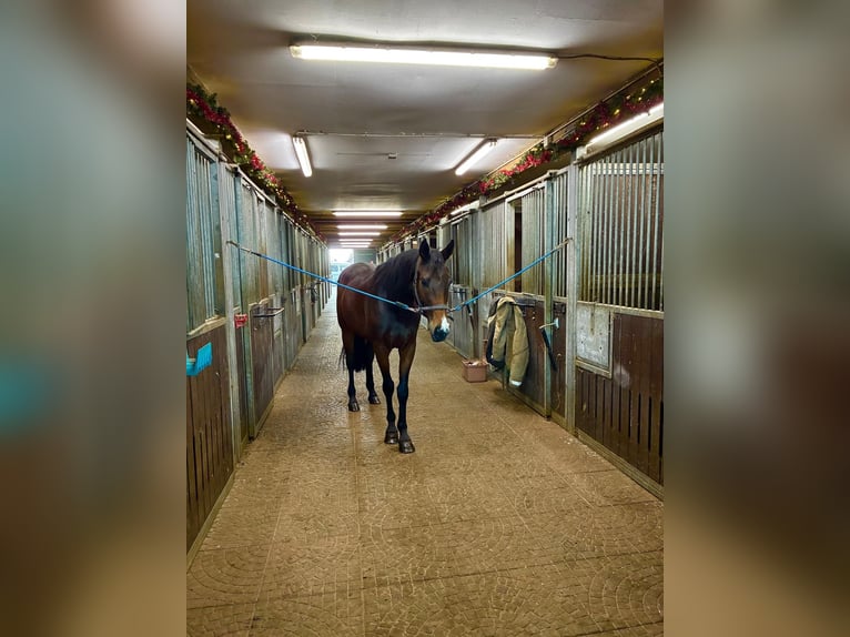 Oldenburg Mare 3 years Brown in Witzwort