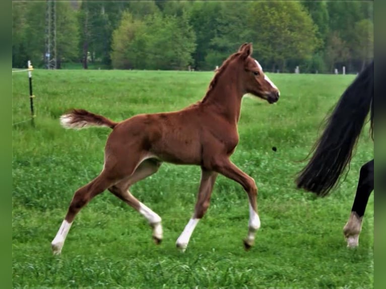 Oldenburg Mare 3 years Chestnut in Hankensbüttel