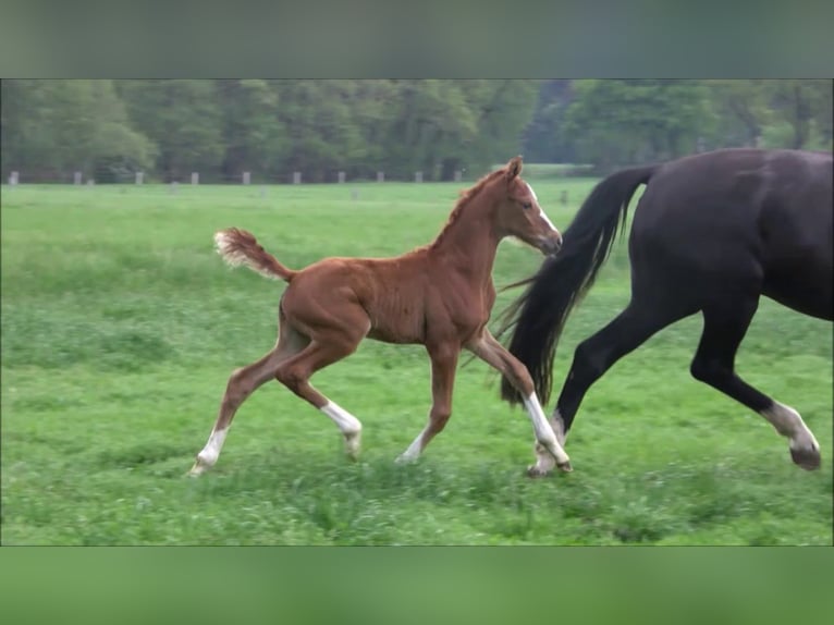 Oldenburg Mare 3 years Chestnut in Hankensbüttel