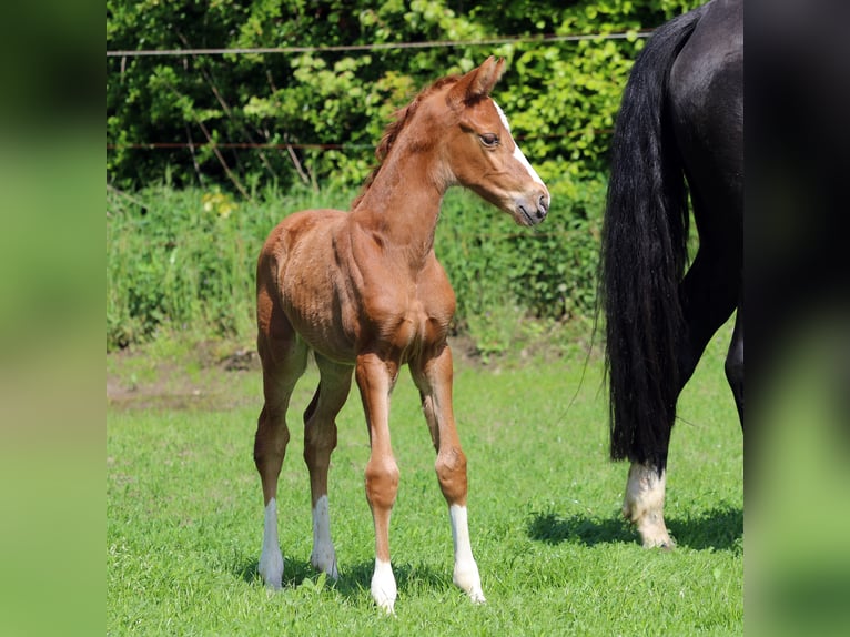 Oldenburg Mare 3 years Chestnut in Hankensbüttel