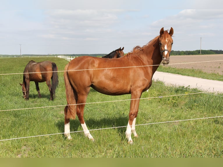 Oldenburg Mare 3 years Chestnut in Hankensbüttel